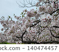 Cherry blossoms in full bloom shining in the blue sky 140474457