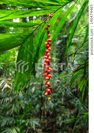 Close up view of bright red berries on walking stick palm in Dorrigo National Park in New South Wales, Australia. Detailed botanical scene showing colourful fruit growing in natural rainforest Close up view of bright red berries on walking stick palm in Dorrigo National Park in New South Wales, Australia. Detailed botanical scene showing colourful fruit growing in natural rainforest 140474465