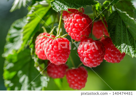 Branch of ripe raspberry on a bush in a garden Branch of ripe raspberry on a bush in a garden 140474481