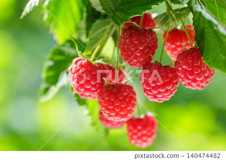 Branch of ripe raspberry on a bush in a garden Branch of ripe raspberry on a bush in a garden 140474482