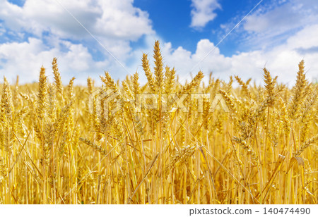 ripening wheat ears. Field of wheat in summer day. Harvesting period 140474490