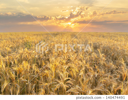 Field of ripening rye ears at sunset or sunrise time. Rye field on summer time Field of ripening rye ears at sunset or sunrise time. Rye field on summer time 140474491