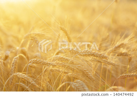 ripening rye ears on sunset time. Rye field on summer time. Crops field 140474492