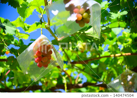 Summer fruit: grapes Summer fruit: grapes 140474504