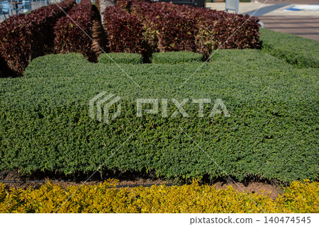 Green and yellow ornamental shrubs are neatly arranged in a landscaped garden, with red foliage visible in the background under a clear blue sky Green and yellow ornamental shrubs are neatly arranged in a landscaped garden, with red foliage visible in the background under a clear blue sky 140474545