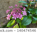 Red hydrangea 140474546