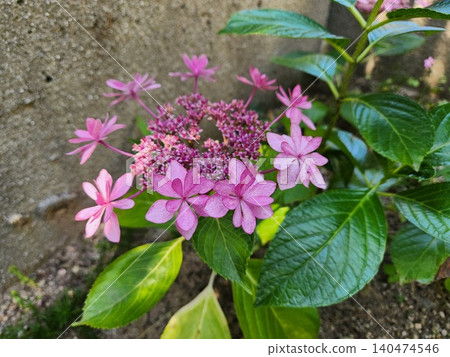 Red hydrangea Red hydrangea 140474546