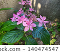 Pink cute hydrangea 140474547