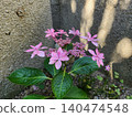 Pink cute hydrangea 140474548