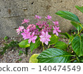 Pink cute hydrangea 140474549
