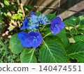 Blue hydrangea 140474551