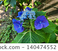 Blue hydrangea 140474552