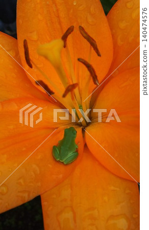 A tree frog resting on an orange lily flower. A tree frog resting on an orange lily flower. 140474576