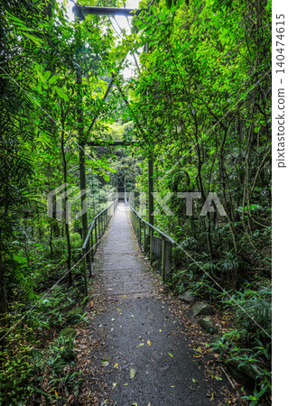 View of suspension bridge through rainforest in Dorrigo National Park, New South Wales, Australia. Scenic forest landscape showing elevated bridge structure surrounded by dense vegetation. View of suspension bridge through rainforest in Dorrigo National Park, New South Wales, Australia. Scenic forest landscape showing elevated bridge structure surrounded by dense vegetation. 140474615