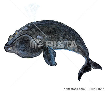 露脊鯨插圖 露脊鯨插圖 140474644