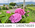 Red hydrangeas and a man in a blue T-shirt 140474689