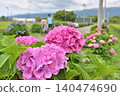 Red hydrangeas and a man in a blue T-shirt 140474690
