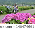 Red hydrangeas and a woman pulling a bicycle 140474691