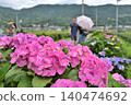 Red hydrangeas and a couple 140474692