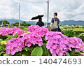 Red hydrangeas and a couple 140474693
