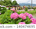 A primary school student in a red hat walks beyond the red hydrangeas. 140474695