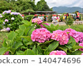 A primary school student in a red hat walks beyond the red hydrangeas. 140474696