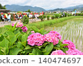 A primary school student in a red hat walks beyond the red hydrangeas. 140474697