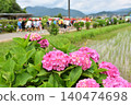 A primary school student in a red hat walks beyond the red hydrangeas. 140474698