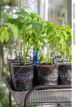 Growth of tomato seedlings in plastic glasses on a windowsill. Witness the emergence of delicate green leaves as the plants thrive indoors during spring Growth of tomato seedlings in plastic glasses on a windowsill. Witness the emergence of delicate green leaves as the plants thrive indoors during spring 140474720