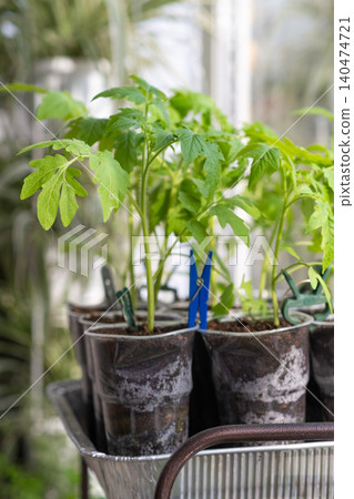 Growth of tomato seedlings in plastic glasses on a windowsill. Witness the emergence of delicate green leaves as the plants thrive indoors during spring Growth of tomato seedlings in plastic glasses on a windowsill. Witness the emergence of delicate green leaves as the plants thrive indoors during spring 140474721