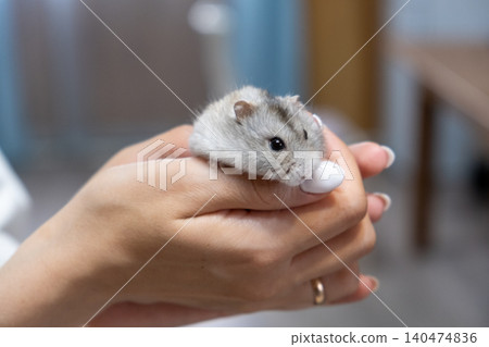 A person cradles a small hamster in their hand, highlighting a moment of affection in a comfortable living space during daytime. A person cradles a small hamster in their hand, highlighting a moment of affection in a comfortable living space during daytime. 140474836