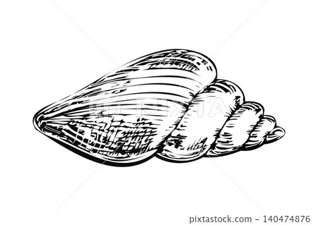 Seashell ink sketch vector isolated illustration. Hand drawn monochrome outline elongated conical sea shell for luxury ocean resort branding, spa wellness logo and nautical souvenir packaging Seashell ink sketch vector isolated illustration. Hand drawn monochrome outline elongated conical sea shell for luxury ocean resort branding, spa wellness logo and nautical souvenir packaging 140474876