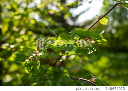 Sunlight filters through the leaves of a branch in a thriving garden, highlighting the lush greenery and the freshness of spring. Sunlight filters through the leaves of a branch in a thriving garden, highlighting the lush greenery and the freshness of spring. 140474923