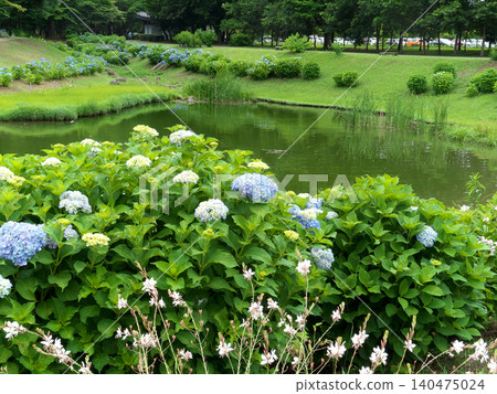 Hydrangeas blooming by the water's edge in the countryside 140475024