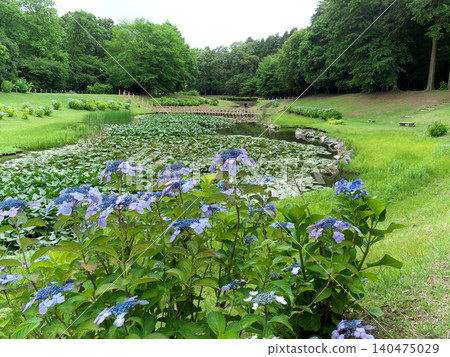 Hydrangeas blooming by the water's edge in the countryside Hydrangeas blooming by the water's edge in the countryside 140475029