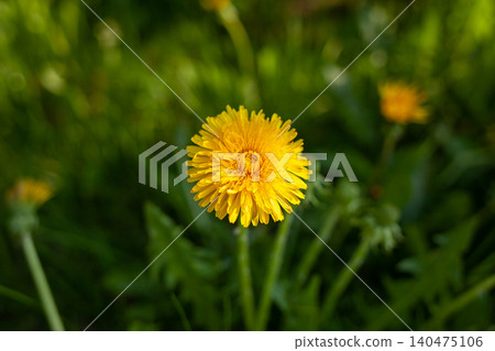 A vibrant yellow dandelion stands tall among lush green grass under the warm afternoon sun, showcasing its intricate petals and natural beauty. A vibrant yellow dandelion stands tall among lush green grass under the warm afternoon sun, showcasing its intricate petals and natural beauty. 140475106