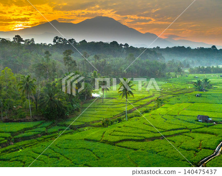 Terraced Rice Fields at Sunrise in Indonesia. Beautiful panoramic view of terraced rice fields surrounded by lush tropical greenery and palm trees Terraced Rice Fields at Sunrise in Indonesia. Beautiful panoramic view of terraced rice fields surrounded by lush tropical greenery and palm trees 140475437