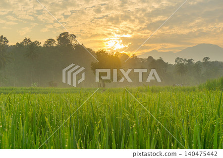 Terraced Rice Fields at Sunrise in Indonesia. Beautiful panoramic view of terraced rice fields surrounded by lush tropical greenery and palm trees Terraced Rice Fields at Sunrise in Indonesia. Beautiful panoramic view of terraced rice fields surrounded by lush tropical greenery and palm trees 140475442
