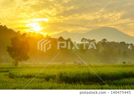 Terraced Rice Fields at Sunrise in Indonesia. Beautiful panoramic view of terraced rice fields surrounded by lush tropical greenery and palm trees Terraced Rice Fields at Sunrise in Indonesia. Beautiful panoramic view of terraced rice fields surrounded by lush tropical greenery and palm trees 140475445