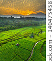 Terraced Rice Fields at Sunrise in Indonesia. Beautiful panoramic view of terraced rice fields surrounded by lush tropical greenery and palm trees 140475458