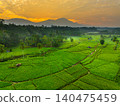Terraced Rice Fields at Sunrise in Indonesia. Beautiful panoramic view of terraced rice fields surrounded by lush tropical greenery and palm trees 140475459