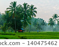 Terraced Rice Fields at Sunrise in Indonesia. Beautiful panoramic view of terraced rice fields surrounded by lush tropical greenery and palm trees 140475462