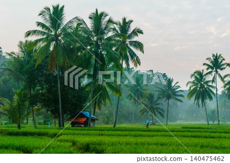 Terraced Rice Fields at Sunrise in Indonesia. Beautiful panoramic view of terraced rice fields surrounded by lush tropical greenery and palm trees Terraced Rice Fields at Sunrise in Indonesia. Beautiful panoramic view of terraced rice fields surrounded by lush tropical greenery and palm trees 140475462