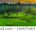 Terraced Rice Fields at Sunrise in Indonesia. Beautiful panoramic view of terraced rice fields surrounded by lush tropical greenery and palm trees 140475463