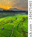 Terraced Rice Fields at Sunrise in Indonesia. Beautiful panoramic view of terraced rice fields surrounded by lush tropical greenery and palm trees 140475465