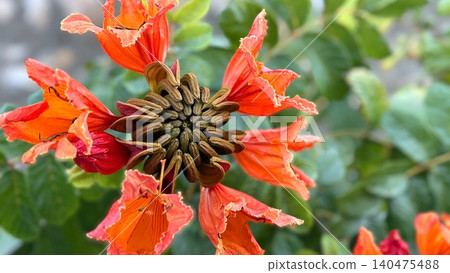 Close-up of orange African tulip tree bloom with seed pod Close-up of orange African tulip tree bloom with seed pod 140475488