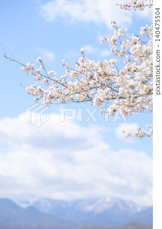 I gazed upon the snow-capped mountain range and cherry blossoms. I gazed upon the snow-capped mountain range and cherry blossoms. 140475504