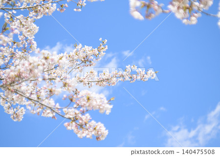 Cherry blossoms in full bloom and blue sky (taken with an old lens) Cherry blossoms in full bloom and blue sky (taken with an old lens) 140475508