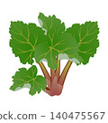 Rhubarb bush with green leaves on a white background. 140475567