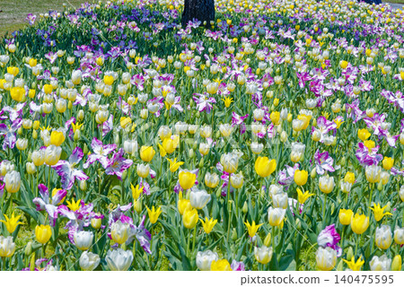 A field of tulips shining in the sun A field of tulips shining in the sun 140475595
